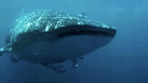Image for Swimming with whale sharks