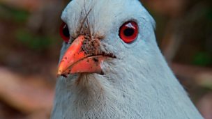 Image for Displaying Kagu