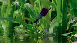 Image for Damselfly Courtship