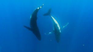 Image for Dancing Humpback Whales