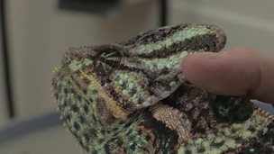 Image for Off Colour Chameleon