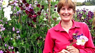 Image for Jim's feeding the containers, Carole's checking the acer & Lesley's back with a top tip