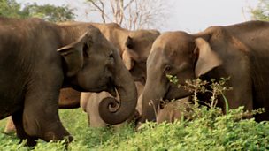 Image for Female Elephants Fight