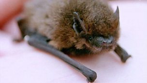Image for A disease that's killing America's bats