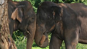 Image for Female elephants fight