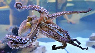 Image for Octopus are definitely the "cleverest" of the invertebrates