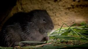 Image for Water voles: engineers of the riverbank