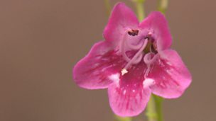 Image for Penstemon cuttings