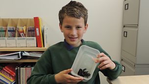 Image for Ross agus Kelly an Tarantula