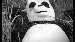 Image for The Pregnant Panda- Clip two