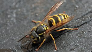 Image for Why are they so many wasps?