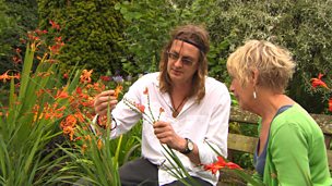 Image for Crocosmia expert
