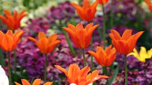 Image for MacAulay and Co: Gardening Tips – Spring Bulbs