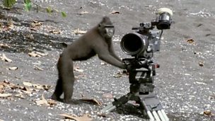 Image for Mischievous monkeys