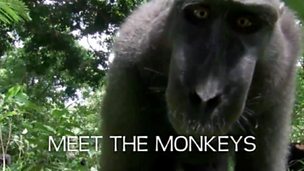 Image for Introduction to the Monkeys