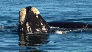Image for Insider Guide: Whale watching