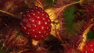 Image for Propagating Rubus