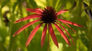 Image for Breeding echinacea