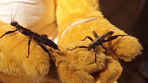 Image for Pudsey checks out some bugs!