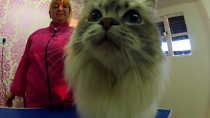 Image for Luxury Cat Spa