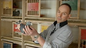 Image for Pigeons