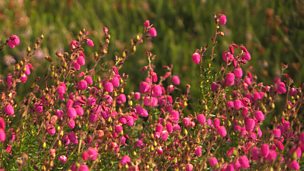 Image for Heather revival
