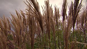 Image for Great grasses