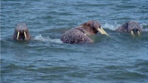 Image for Fox frightens walrus