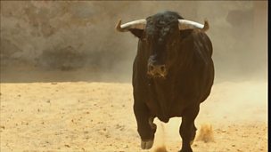 Image for The boys watch as Tellis faces the bull