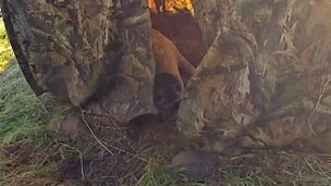 Image for Web exclusive: A visitor to the filming hide