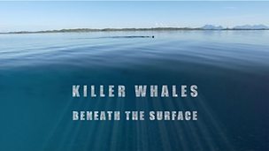 Image for Killer Whales: Beneath the Surface