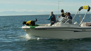 Image for Killer Whale Sniffer Dog