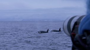 Image for Killer Whale Society