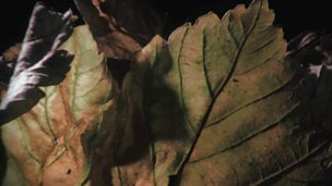 Image for Living in the leaf litter