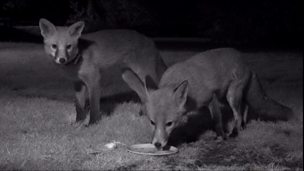 Image for Urban fox diary: Part 3
