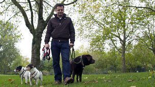 Image for Pet insurance - to insure or not to insure?