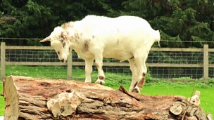 Image for Gary The Goat