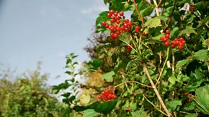 Image for Propagating guelder roses