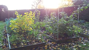 Image for The Garden Party Veg Patch in November