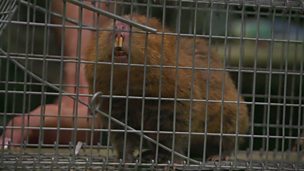 Image for Bamboo rat