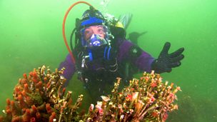 Image for Rainbow Reef