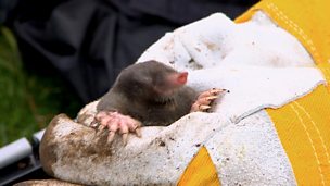 Image for Moles - Digging up the Past