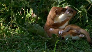 Image for Stoatally Amazing