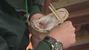 Image for Snake Swab