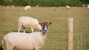 Image for Sheep farmers in Oldham are calling for a farm watch scheme to be set up, to help tackle a spate of sheep rustling.