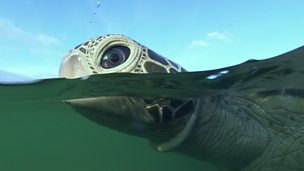 Image for Spy Turtle spies on a pod of bottlenose dolphins