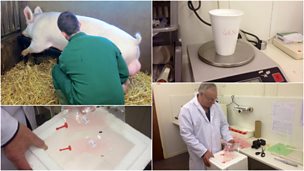 Image for Breeder: "Pigs have 2nd longest orgasm of any animal"