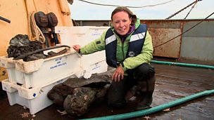 Image for Trawling for Mammoths