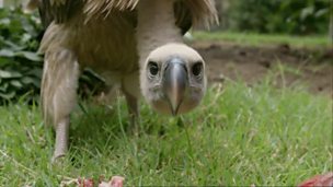 Image for Peck the hand that feeds