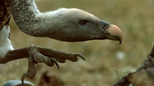 Image for Vulture feeding frenzy